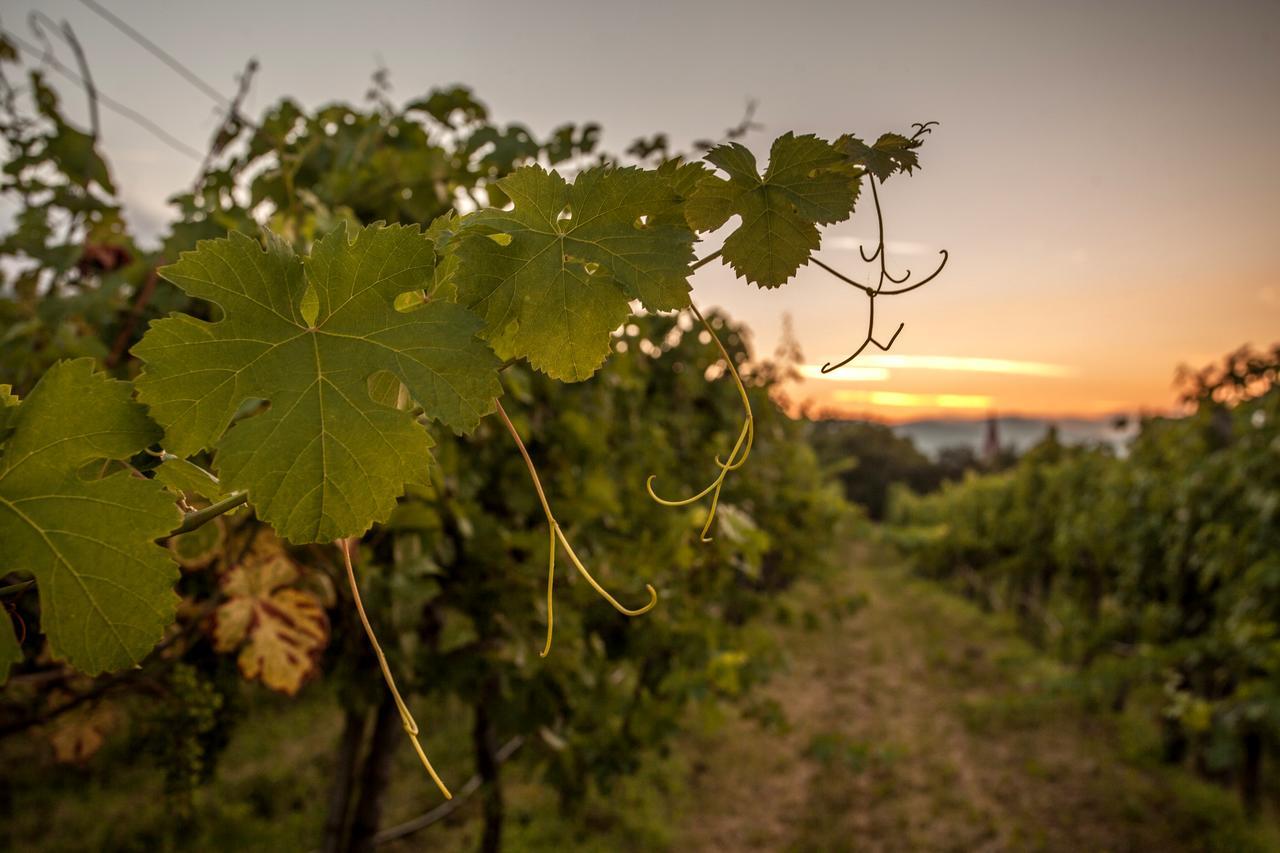 Hotel Garni Weinquadrat Weissenkirchen in der Wachau Luaran gambar